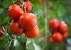 Rentnerin vergräbt tote Freundin im Tomatenbeet und kassiert für sie Rente